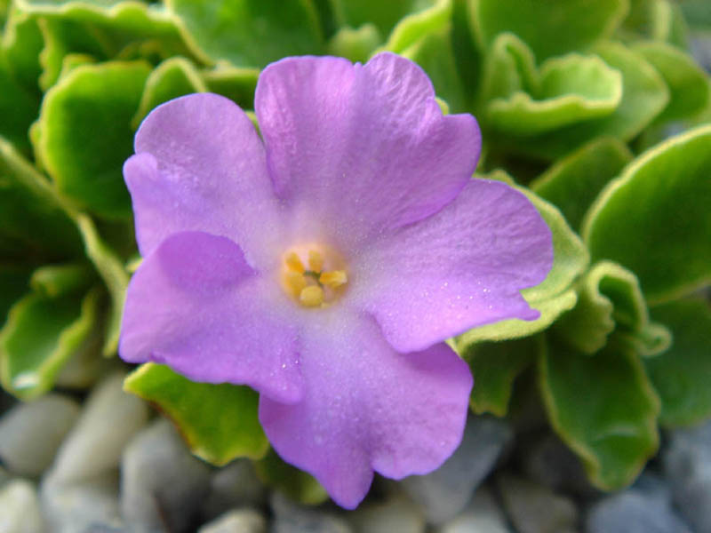Primula allionii x P. marginata 'Stradbroock Dream' photo